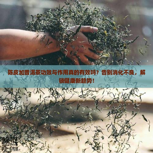 陈皮加普洱茶功效与作用