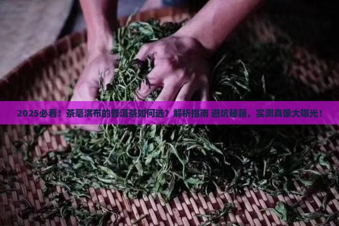 茶毫满布的普洱茶