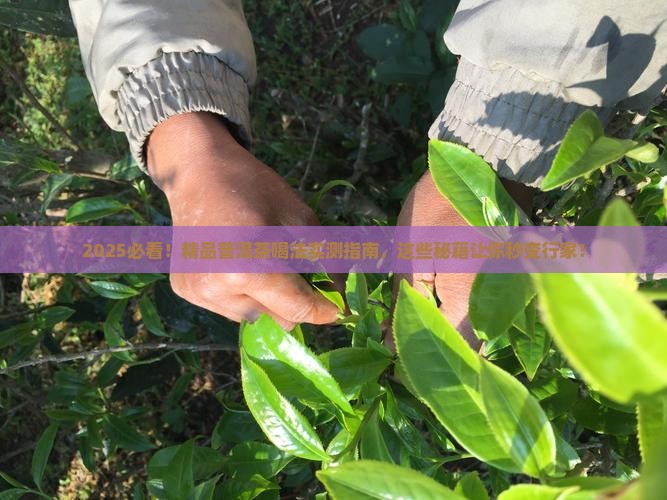 精品普洱茶怎么样喝