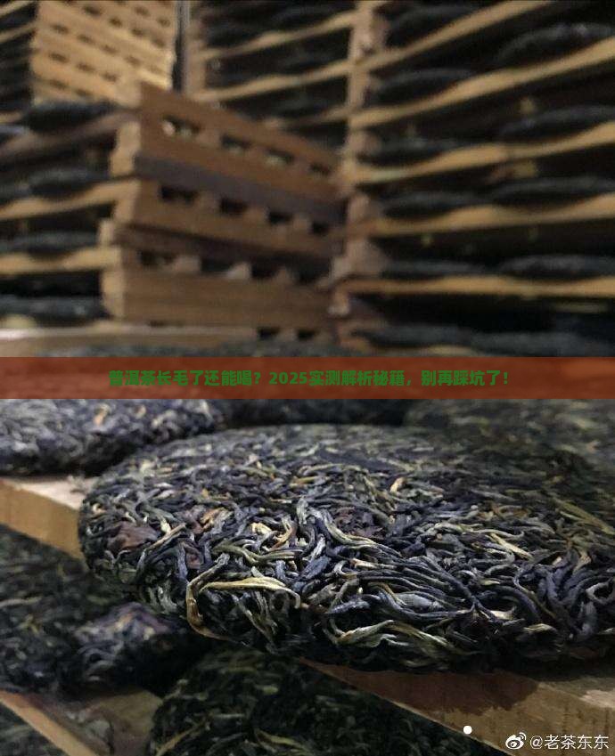 熟普洱茶有点长毛了能喝吗 熟普洱茶有点长毛了能喝吗