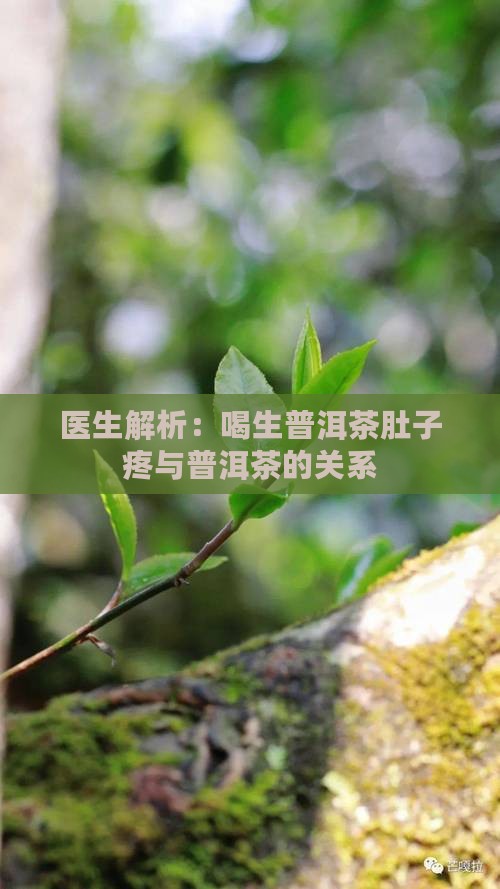 生普洱茶喝了肚子疼