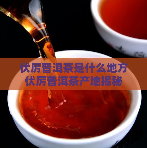 伏厉普洱茶是什么地方 伏厉普洱茶是什么地方