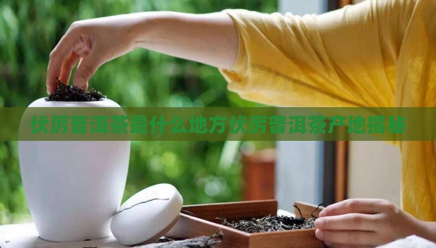 伏厉普洱茶是什么地方 伏厉普洱茶是什么地方