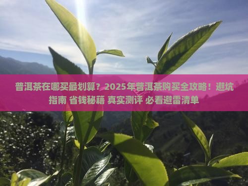 普洱茶在哪买东西需要什么