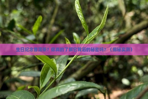 生日纪念普洱茶
