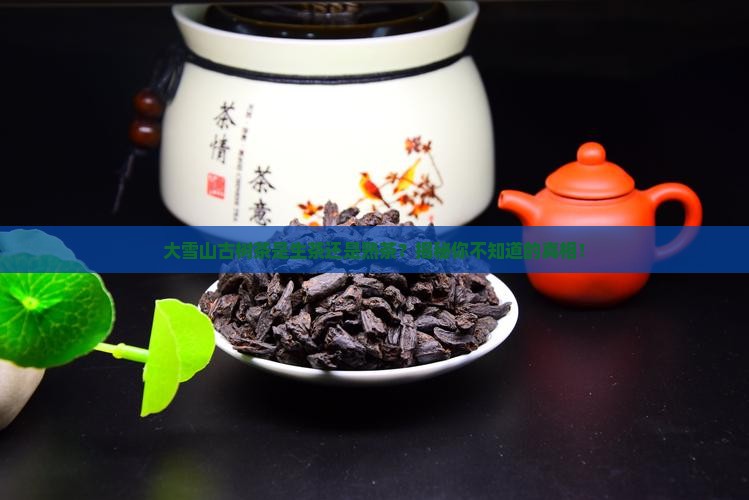 大雪山古树茶是生茶还是熟茶