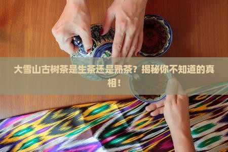 大雪山古树茶是生茶还是熟茶