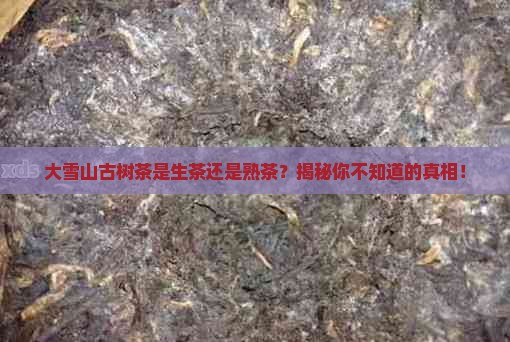 大雪山古树茶是生茶还是熟茶