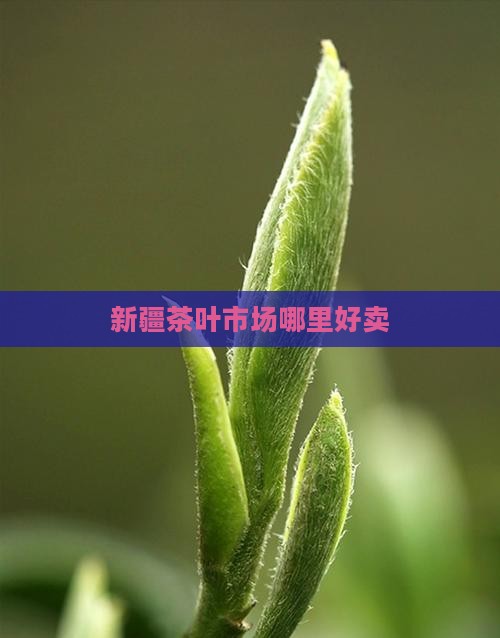 新疆茶叶市场哪里好卖