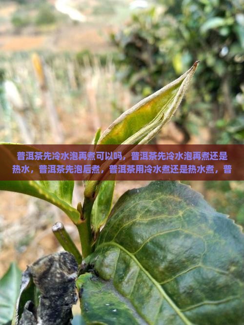 普洱茶先冷水泡再煮 普洱茶先冷水泡再煮