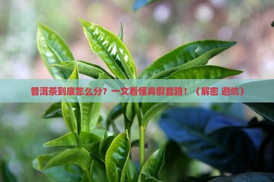 普洱茶的分类及其特点