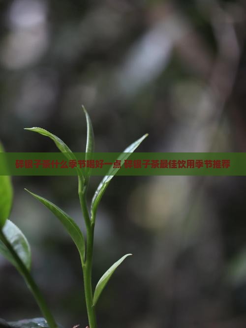 碎银子茶什么季节喝好一点