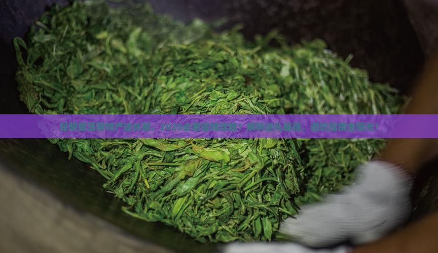 昆明普洱茶特产送长辈