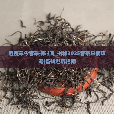 老班章今春采摘时间