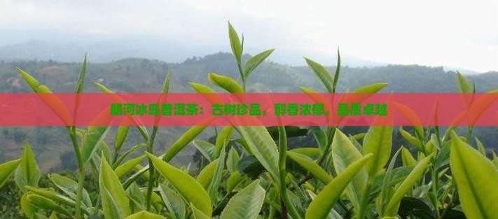 朗河冰岛普洱茶