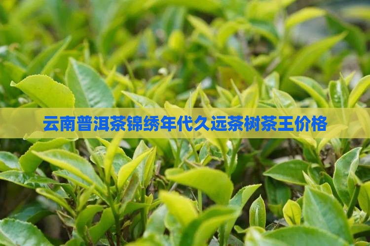 云南金典普洱茶锦绣