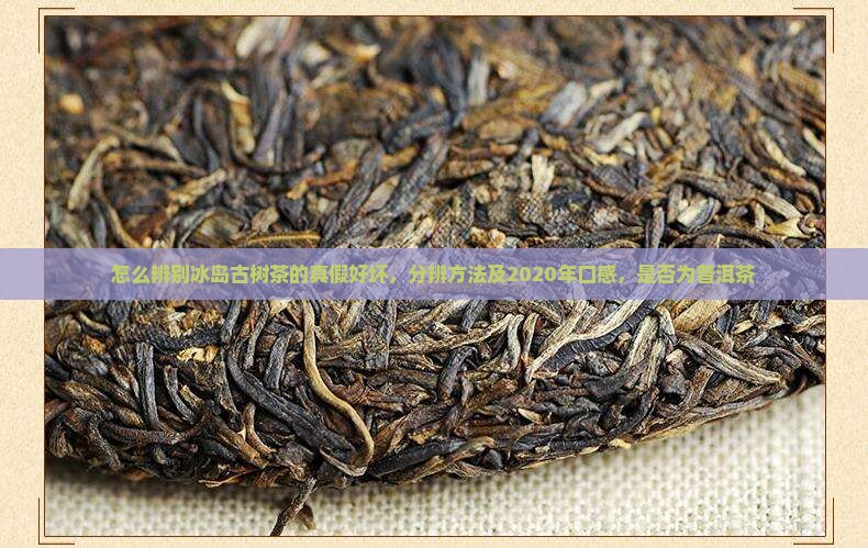 怎么辨别冰岛古树茶