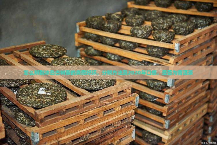 怎么辨别冰岛古树茶