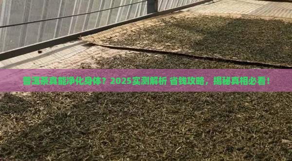 普洱茶能净化吗百度知道