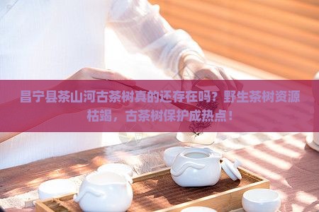 昌宁县茶山河古茶树