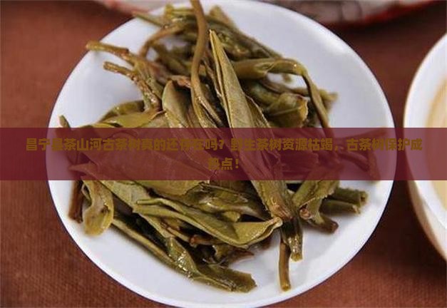 昌宁县茶山河古茶树