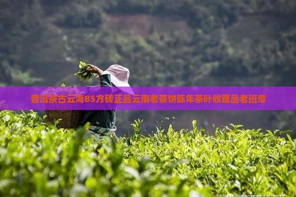 普洱茶古云海85方砖