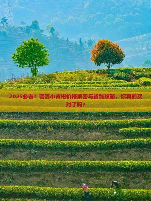 普洱小青柑的价格