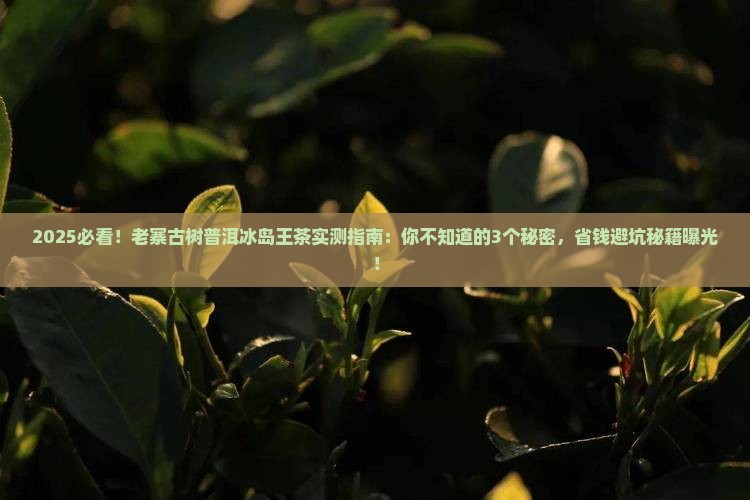 老寨古树普洱冰岛王茶
