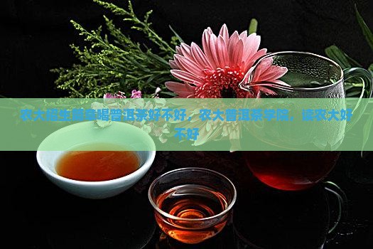 农大招生简章喝普洱茶好不好