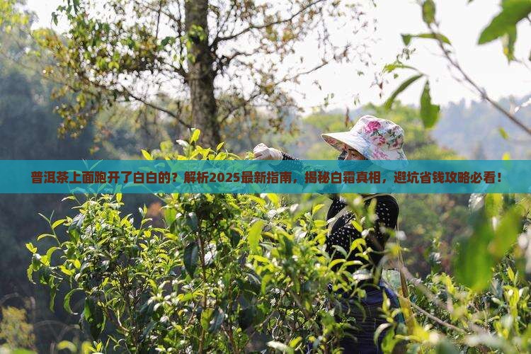 普洱茶上面跑开了白白的