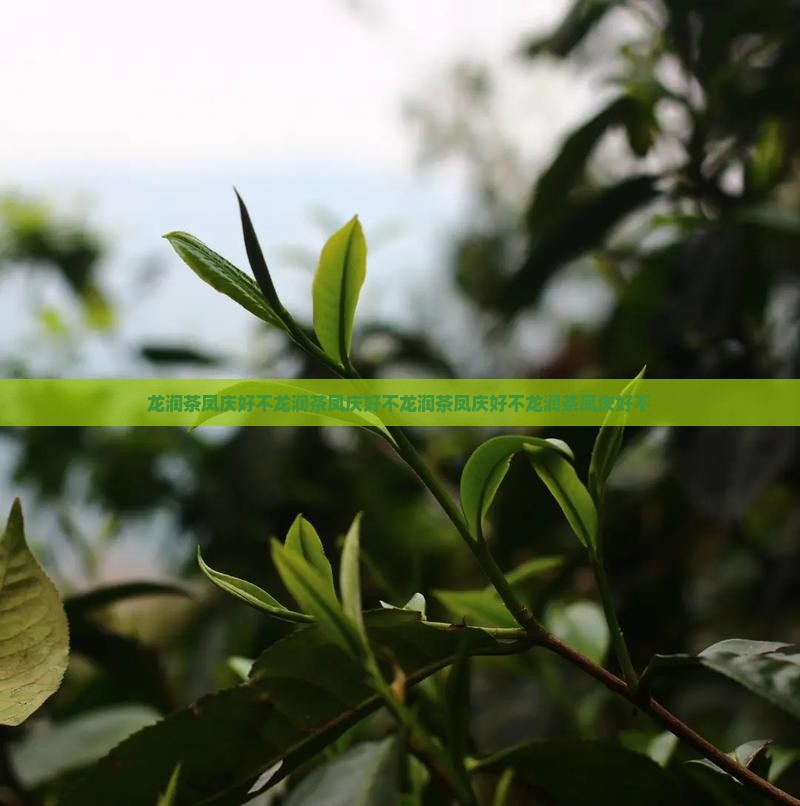 龙润茶凤庆好不