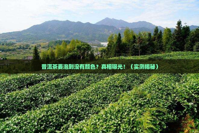 普洱茶要泡到没有颜色好吗
