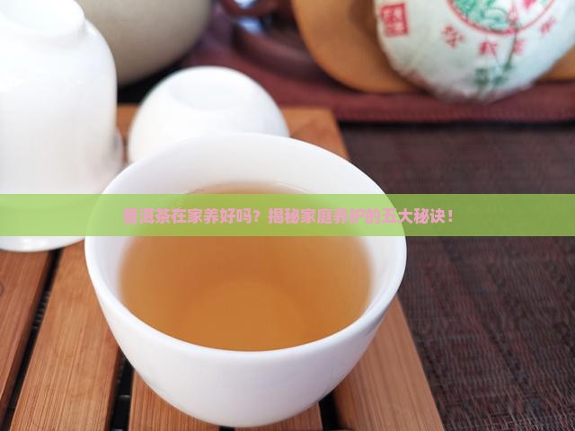 普洱茶在家养好吗