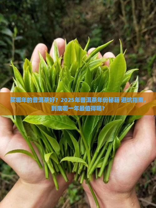 买哪年的普洱茶好