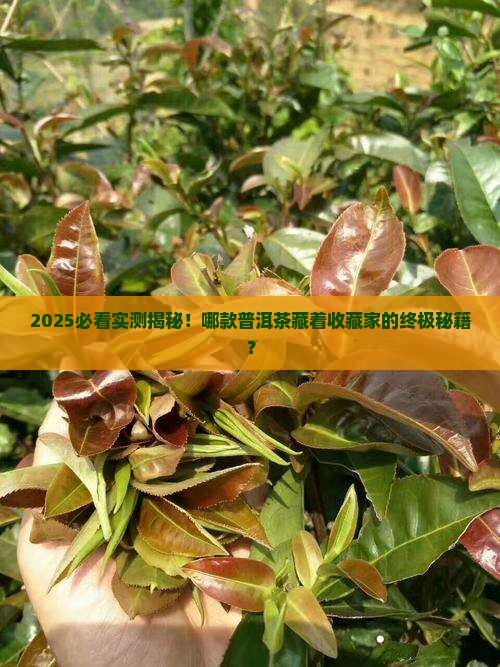 哪一种普洱茶最值得购买藏