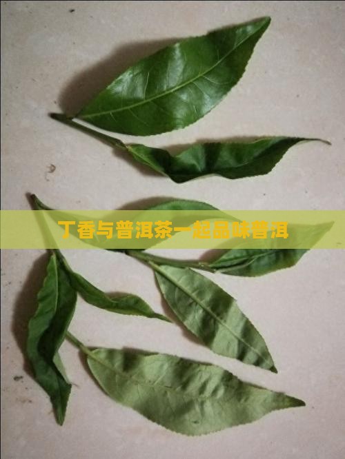 丁香叶加普洱茶