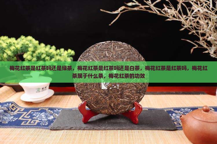 梅花红茶是红茶吗