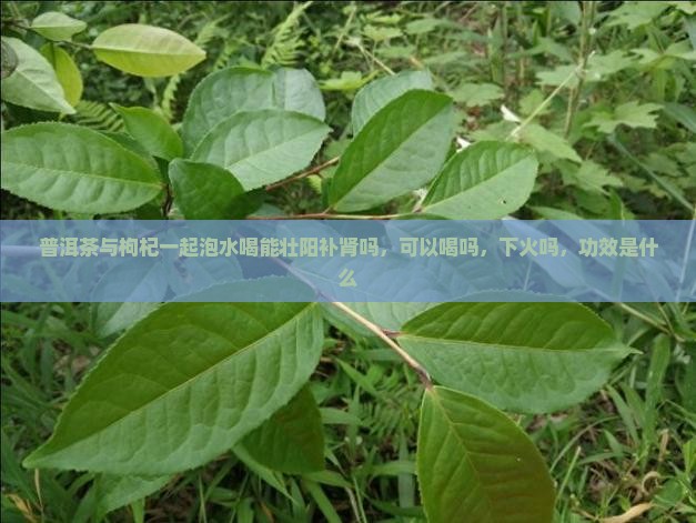 普洱茶与枸杞一起泡水