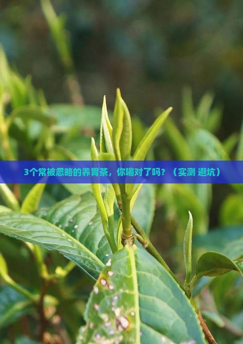 对脾胃好的茶有哪些