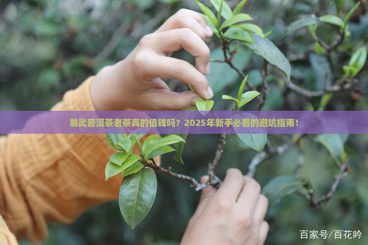 易武普洱茶老茶