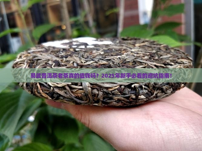 易武普洱茶老茶