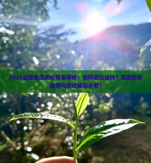 蓝版普洱茶价格表