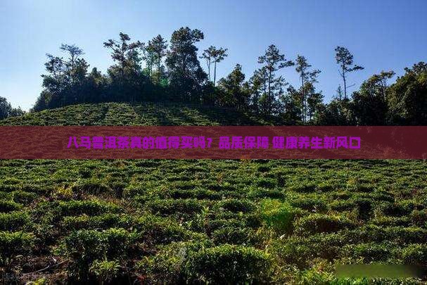 八马普洱茶卖点介绍