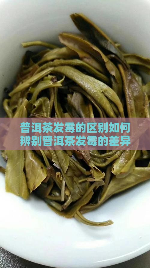 普洱茶发霉的区别