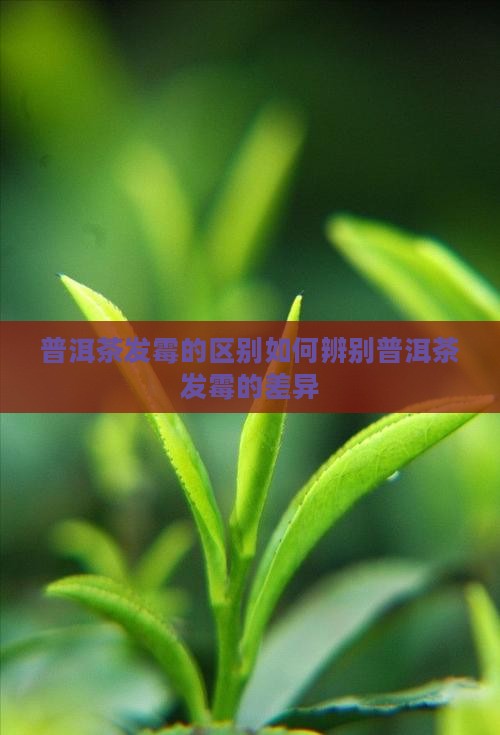 普洱茶发霉的区别