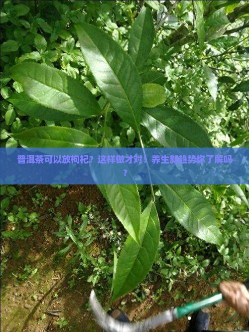 普洱茶可以放枸杞