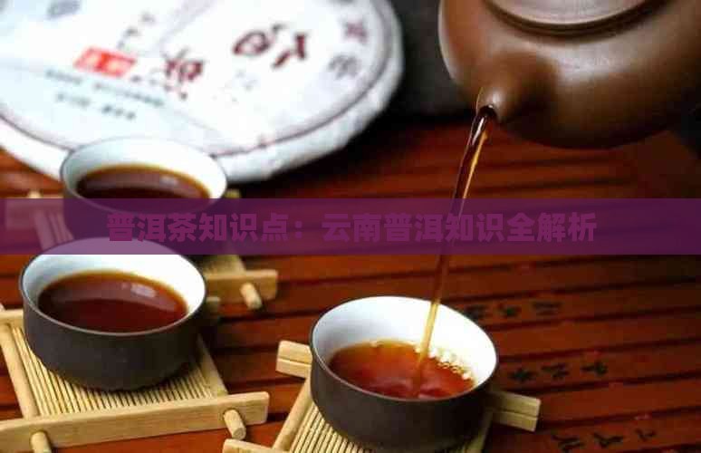 普洱茶专家知识点