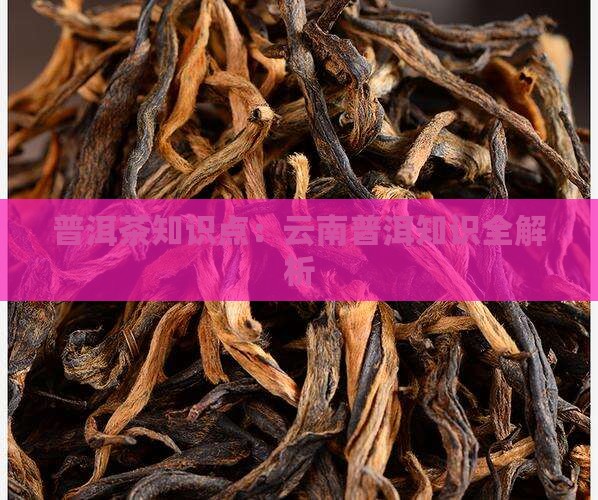 普洱茶专家知识点