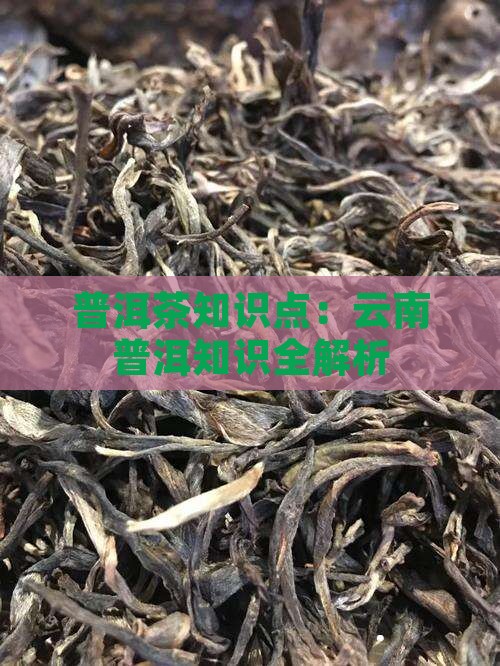 普洱茶专家知识点
