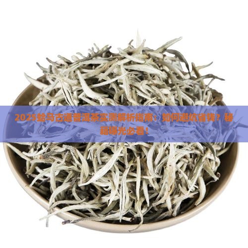 蛤马古道普洱茶小报